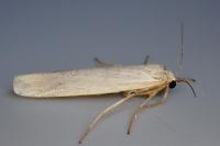 Manulea palliatella