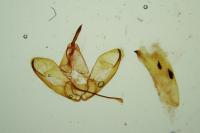 Manulea palliatella
