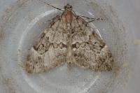Thera britannica