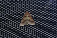 Stemmatophora brunnealis