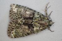 Cryphia algae