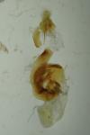 Cryphia algae