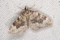 Colostygia olivata