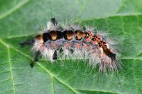 Orgyia antiqua