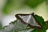 Cydalima perspectalis