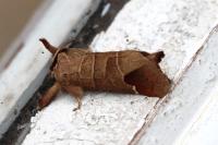Clostera curtula