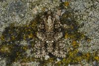 Acronicta rumicis