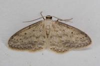 Idaea seriata