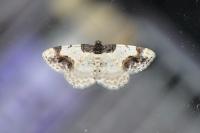 Ligdia adustata