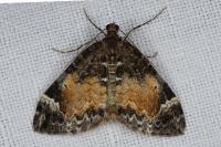Dysstroma truncata