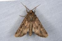 Luperina testacea