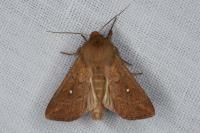 Mythimna albipuncta