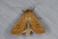 Mythimna vitellina