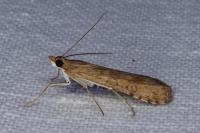 Nomophila noctuella