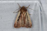 Ochropleura plecta