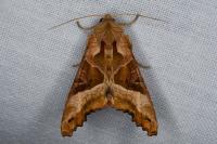 Phlogophora meticulosa