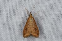 Udea ferrugalis