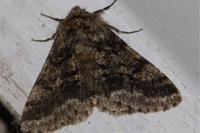 Lycia hirtaria