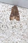Eupsilia transversa