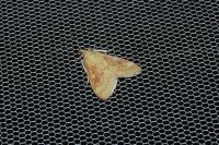 Ostrinia nubilalis
