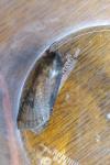 Peridroma saucia