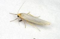 Eilema caniola