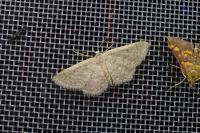 Idaea obsoletaria