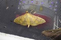 Patania balteata