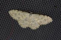 Scopula submutata roseonitens