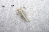 Eilema caniola