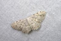 Scopula submutata roseonitens