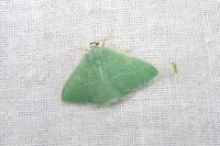 Xenochlorodes olympiaria