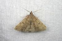 Zanclognatha zelleralis