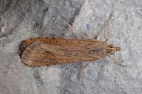 Nomophila noctuella