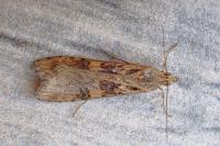 Nomophila noctuella