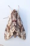 Agrius convolvuli