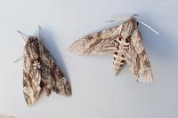 Agrius convolvuli