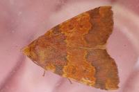 Tiliacea aurago