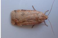 Noctua interposita