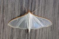 Palpita vitrealis