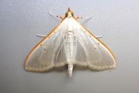Palpita vitrealis