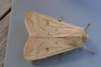 Mythimna vitellina