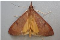 Uresiphita gilvata