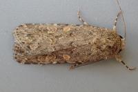 Spodoptera exigua