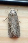 Spodoptera exigua