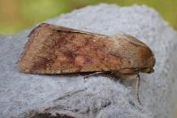 Helicoverpa armigera