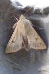 Helicoverpa armigera