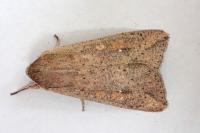 Mythimna unipuncta