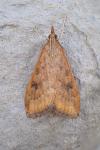 Udea ferrugalis