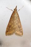 Udea ferrugalis